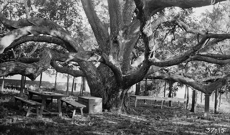 VIEW OF BLACK WALNUT TREE (125 ft. Spread)