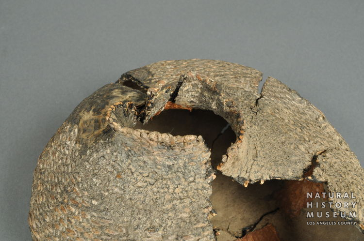 Tataviam Twined Water Bottle, Piru Creek | NHMLA #A.3306.36-64